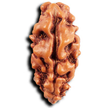 Load image into Gallery viewer, 1 Mukhi Ganesh Rudraksha from Indonesia - Bead No. 147
