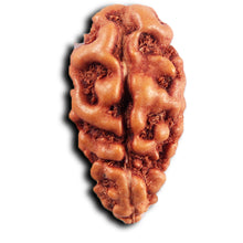 Load image into Gallery viewer, 1 Mukhi  Rudraksha from Indonesia - Bead No.148
