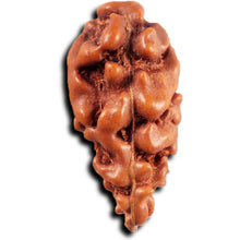 Load image into Gallery viewer, 1 Mukhi  Rudraksha from Indonesia - Bead No.149
