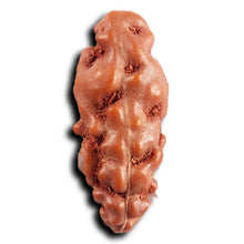 Load image into Gallery viewer, 1 Mukhi  Rudraksha from Indonesia - Bead No.150
