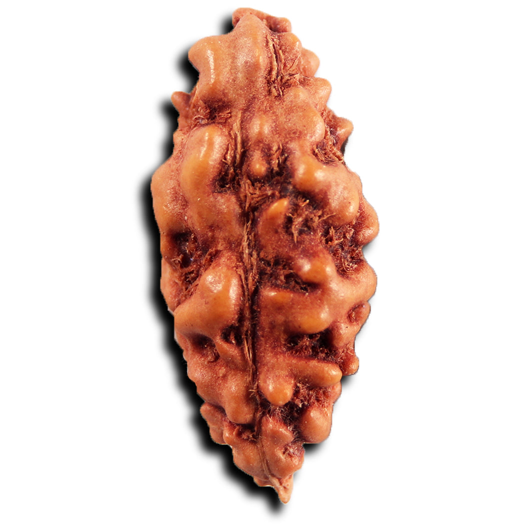 1 Mukhi Ganesh Rudraksha from Indonesia - Bead No. 151