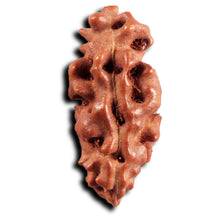 Load image into Gallery viewer, 1 Mukhi Ganesh Rudraksha from Indonesia - Bead No. 152
