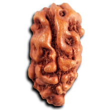 Load image into Gallery viewer, 1 Mukhi  Rudraksha from Indonesia - Bead No.154
