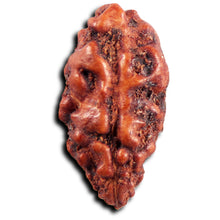 Load image into Gallery viewer, 1 Mukhi  Rudraksha from Indonesia - Bead No.156
