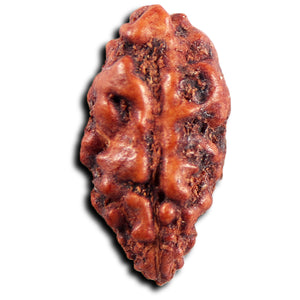 1 Mukhi  Rudraksha from Indonesia - Bead No.156