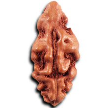 Load image into Gallery viewer, 1 Mukhi  Rudraksha from Indonesia - Bead No.157
