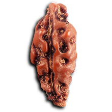 Load image into Gallery viewer, 1 Mukhi  Rudraksha from Indonesia - Bead No.158
