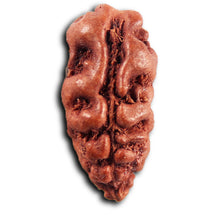 Load image into Gallery viewer, 1 Mukhi  Rudraksha from Indonesia - Bead No.165
