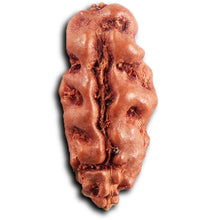 Load image into Gallery viewer, 1 Mukhi  Rudraksha from Indonesia - Bead No.166
