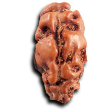 Load image into Gallery viewer, 1 Mukhi  Rudraksha from Indonesia - Bead No.167
