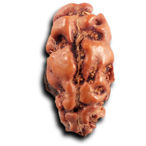 1 Mukhi  Rudraksha from Indonesia - Bead No.167