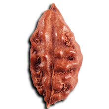 Load image into Gallery viewer, 1 Mukhi  Rudraksha from Indonesia - Bead No.169
