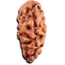 Load image into Gallery viewer, 1 Mukhi Ganesh Rudraksha from Indonesia - Bead No. 170
