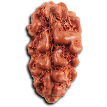 Load image into Gallery viewer, 1 Mukhi  Rudraksha from Indonesia - Bead No.171
