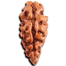 Load image into Gallery viewer, 1 Mukhi  Rudraksha from Indonesia - Bead No.172
