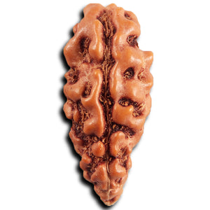 1 Mukhi  Rudraksha from Indonesia - Bead No.172