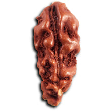 Load image into Gallery viewer, 1 Mukhi  Rudraksha from Indonesia - Bead No.173
