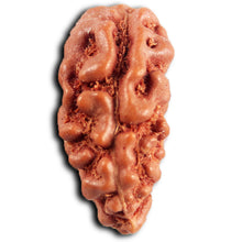 Load image into Gallery viewer, 1 Mukhi  Rudraksha from Indonesia - Bead No.174
