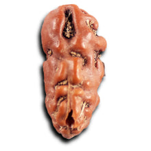 Load image into Gallery viewer, 1 Mukhi  Rudraksha from Indonesia - Bead No.175
