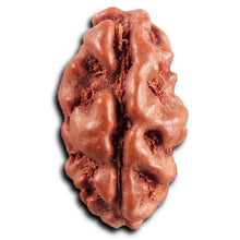 Load image into Gallery viewer, 1 Mukhi  Rudraksha from Indonesia - Bead No.176
