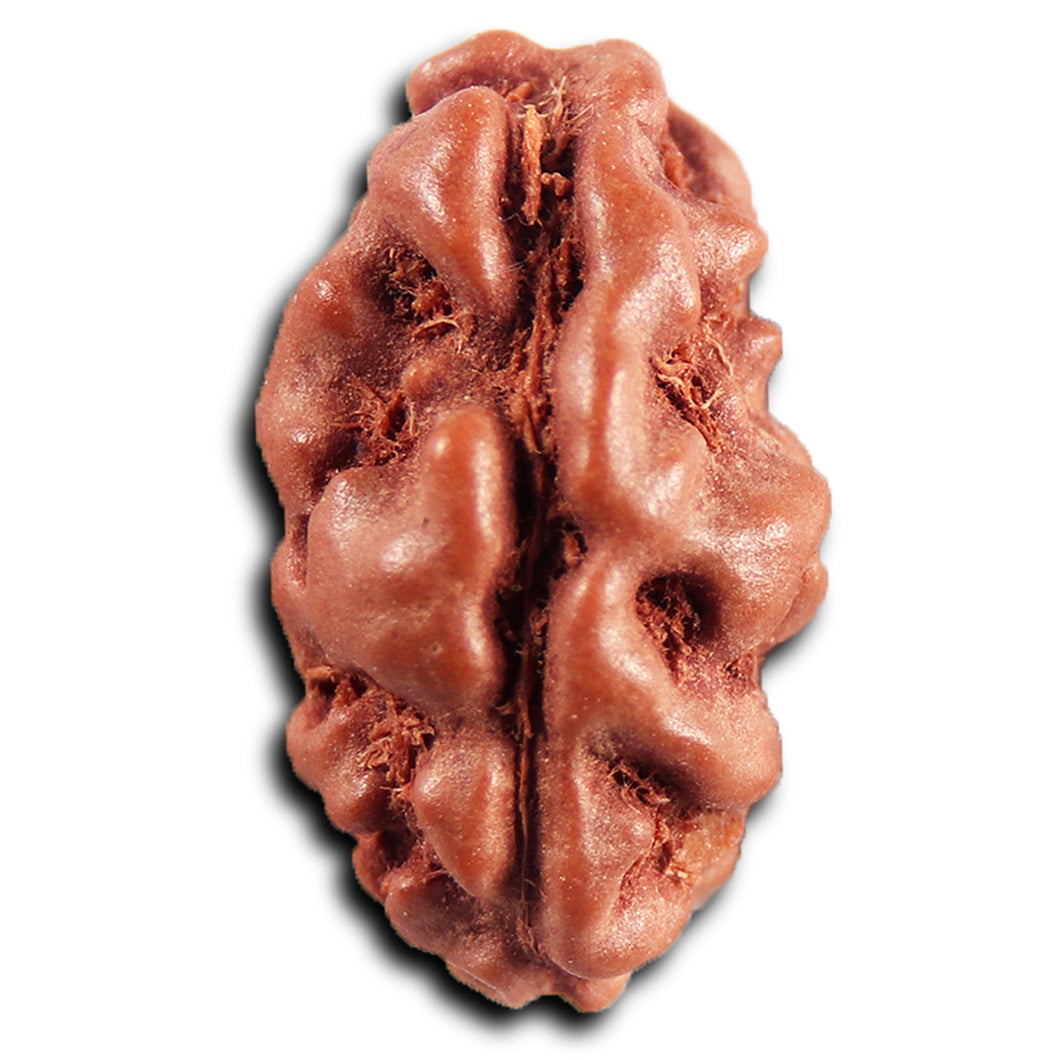 1 Mukhi  Rudraksha from Indonesia - Bead No.176