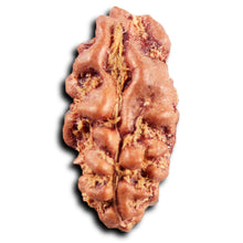 Load image into Gallery viewer, 1 Mukhi  Rudraksha from Indonesia - Bead No.177
