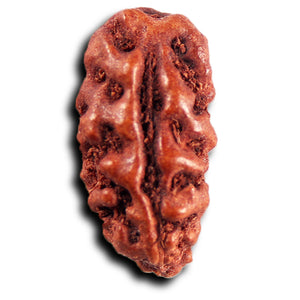 1 Mukhi  Rudraksha from Indonesia - Bead No.178