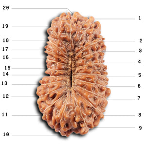 20 Mukhi Indonesian Rudraksha - Bead 100