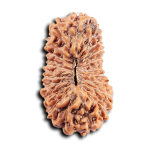 20 Mukhi Indonesian Rudraksha - Bead 100