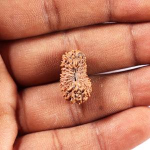 20 Mukhi Indonesian Rudraksha - Bead 100