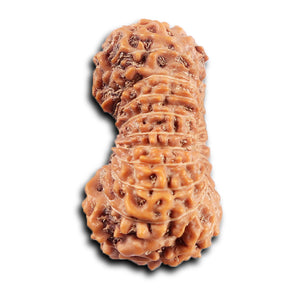 20 Mukhi Indonesian Rudraksha - Bead 100