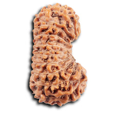 Load image into Gallery viewer, 20 Mukhi Indonesian Rudraksha - Bead 100
