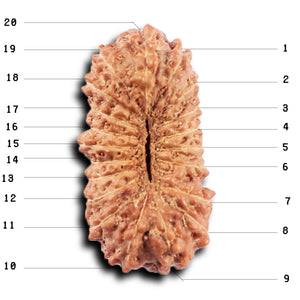 20 Mukhi Indonesian Rudraksha - Bead 101