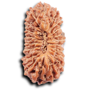 20 Mukhi Indonesian Rudraksha - Bead 101