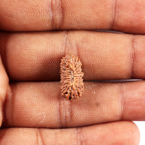 20 Mukhi Indonesian Rudraksha - Bead 101