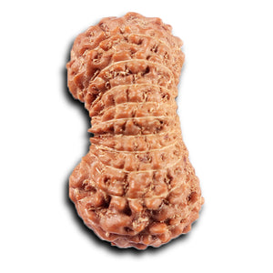 20 Mukhi Indonesian Rudraksha - Bead 101