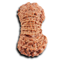 Load image into Gallery viewer, 20 Mukhi Indonesian Rudraksha - Bead 101
