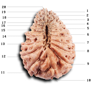 20 Mukhi Indonesian Rudraksha - Bead 102