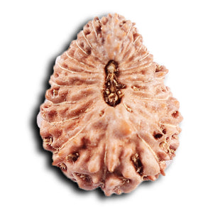 20 Mukhi Indonesian Rudraksha - Bead 102