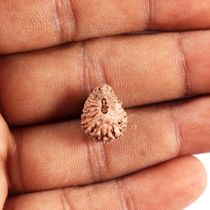 20 Mukhi Indonesian Rudraksha - Bead 102