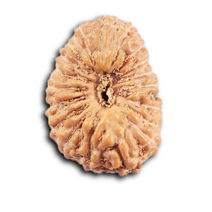 20 Mukhi Indonesian Rudraksha - Bead 103