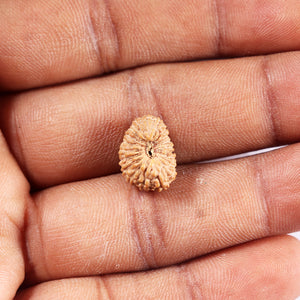 20 Mukhi Indonesian Rudraksha - Bead 103