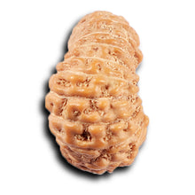 Load image into Gallery viewer, 20 Mukhi Indonesian Rudraksha - Bead 103
