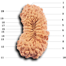 Load image into Gallery viewer, 20 Mukhi Indonesian Rudraksha - Bead 104
