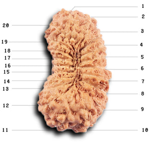 20 Mukhi Indonesian Rudraksha - Bead 104