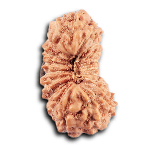 20 Mukhi Indonesian Rudraksha - Bead 104