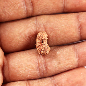 20 Mukhi Indonesian Rudraksha - Bead 104