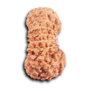 20 Mukhi Indonesian Rudraksha - Bead 104