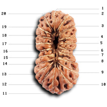 Load image into Gallery viewer, 20 Mukhi Indonesian Rudraksha - Bead 105
