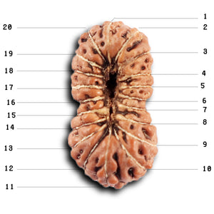 20 Mukhi Indonesian Rudraksha - Bead 105